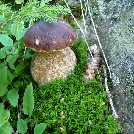 Galehr Eva Und Lothar Daire