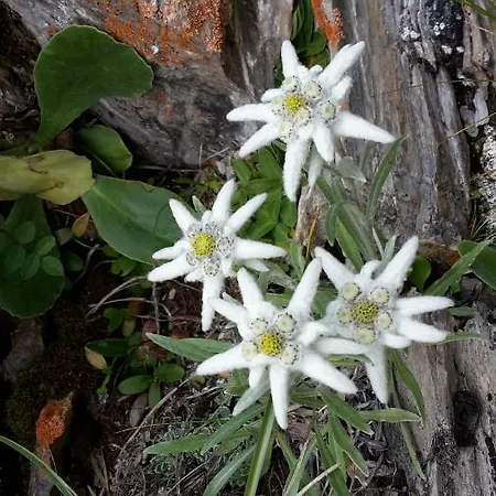 Galehr Eva Und Lothar Daire